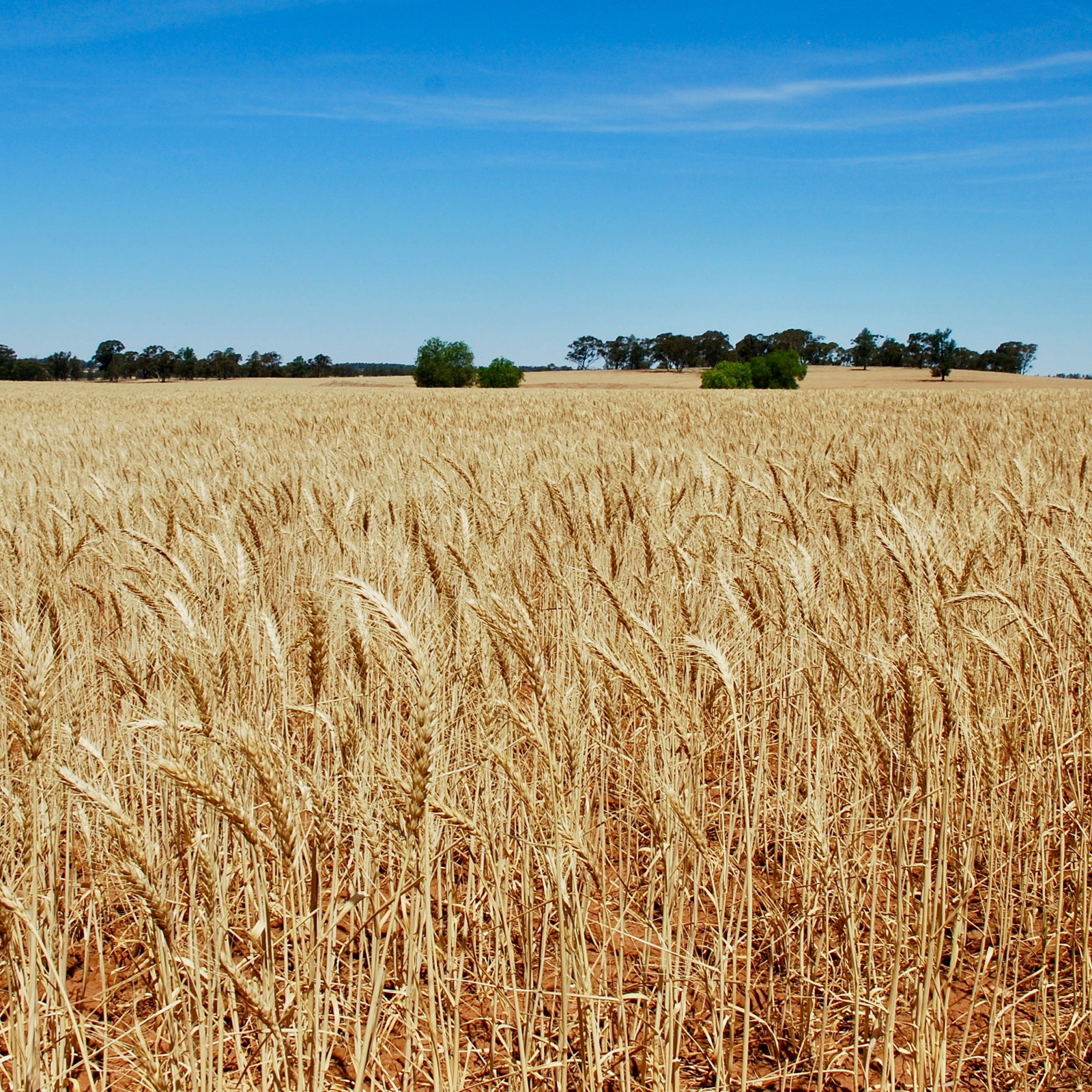 Reifes Getreide auf einem landwirtschaftlichen Feld