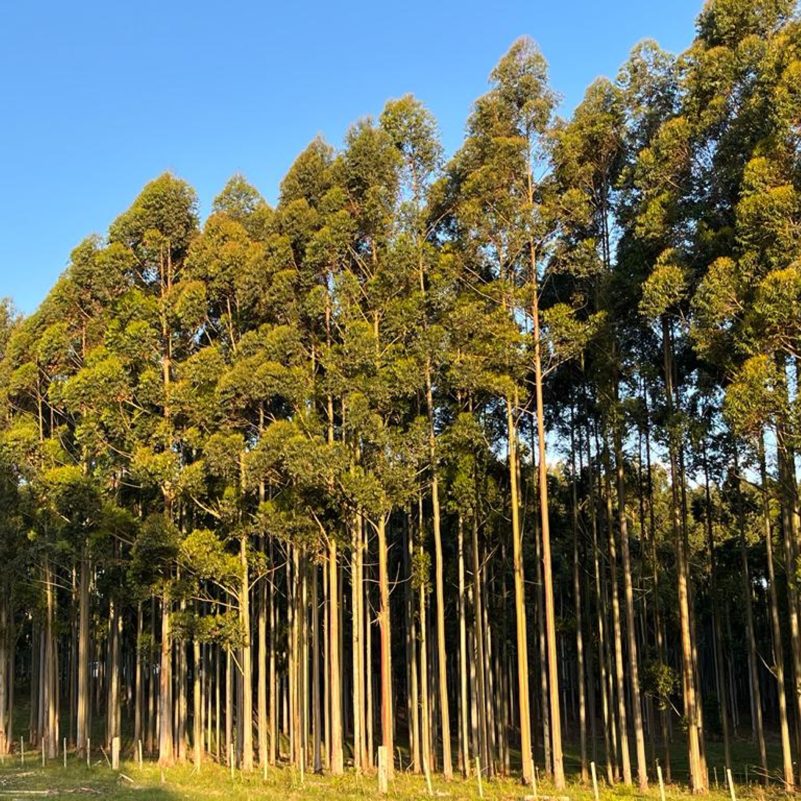 Eukalyptusplantage mit geraden Baumreihen in Uruguay